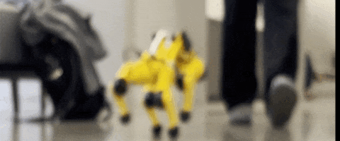 pupper gif 4